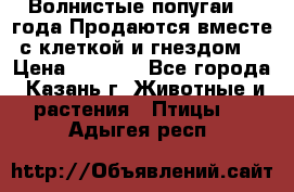 Волнистые попугаи, 2 года.Продаются вместе с клеткой и гнездом. › Цена ­ 2 800 - Все города, Казань г. Животные и растения » Птицы   . Адыгея респ.